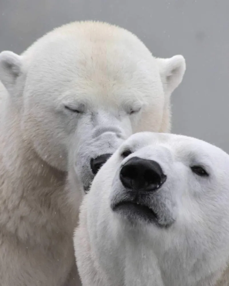 Pictures of Cute Animals
