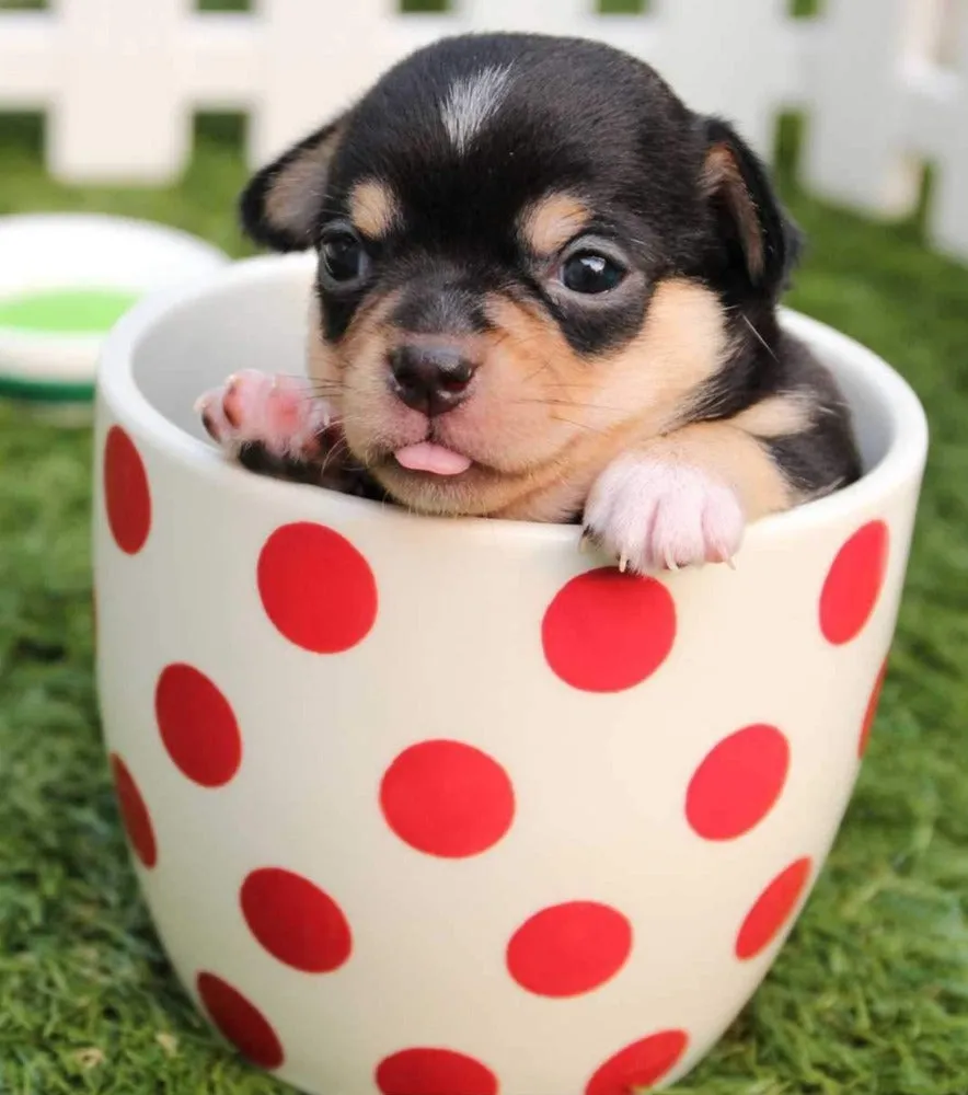 Pictures of Cute Animals