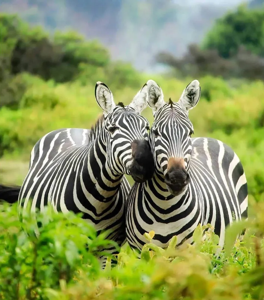 Pictures of Cute Animals